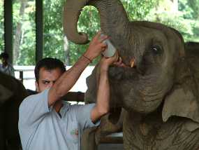 SriLanka_33