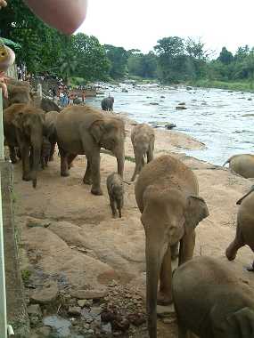 SriLanka_49