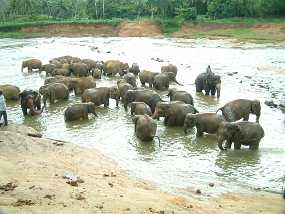 SriLanka_54