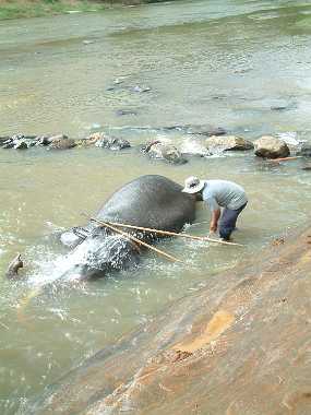 SriLanka_56
