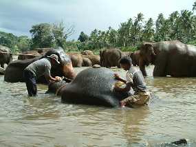 SriLanka_65