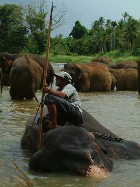SriLanka_66