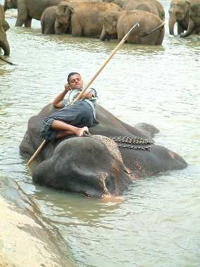 SriLanka_74