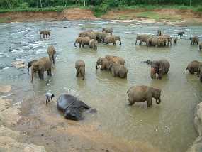 SriLanka_81